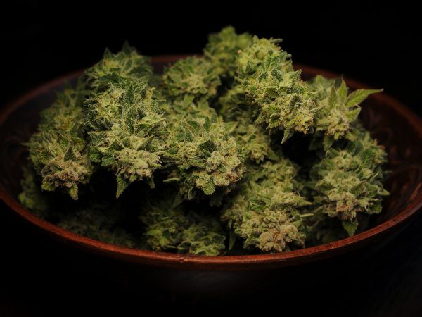Drying natural marijuana flowers closeup. Cannabis growing, harvest time. Trimmed weed in round dish isolated on black background.