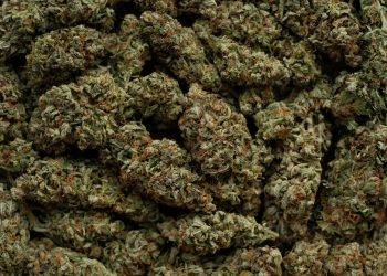 Marijuana cbd buds close-up. Medicinal cannabis flowering background. Weed blooms pattern. Harvest time, city growing concept.