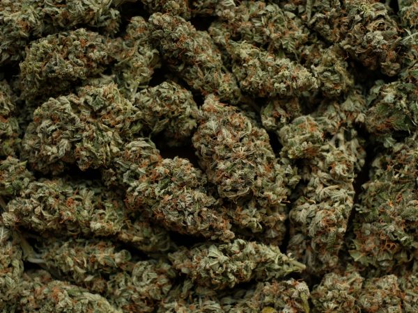 Marijuana cbd buds close-up. Medicinal cannabis flowering background. Weed blooms pattern. Harvest time, city growing concept.