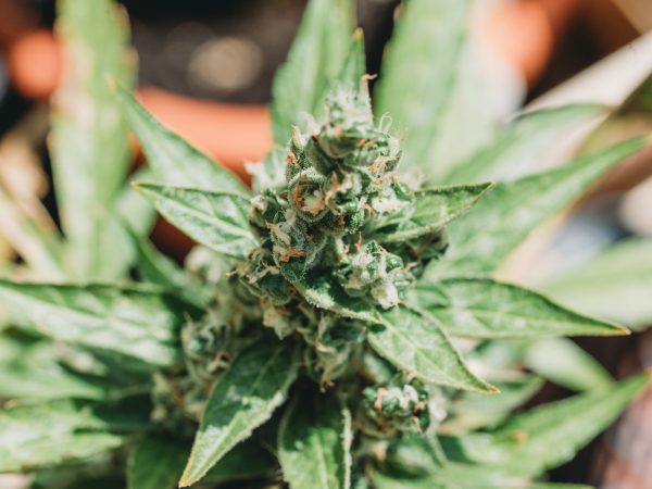 Close-up of a cannabis plant, focusing on the flower, highlighting its trichomes and vibrant green leaves