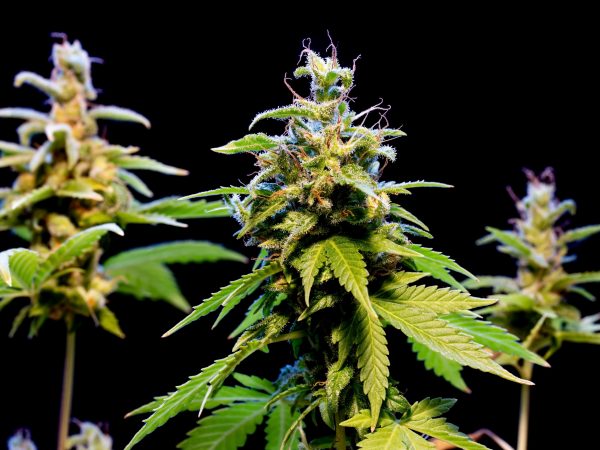 A marijuana plants bloom with resin on his leaves on a black background, close up view.