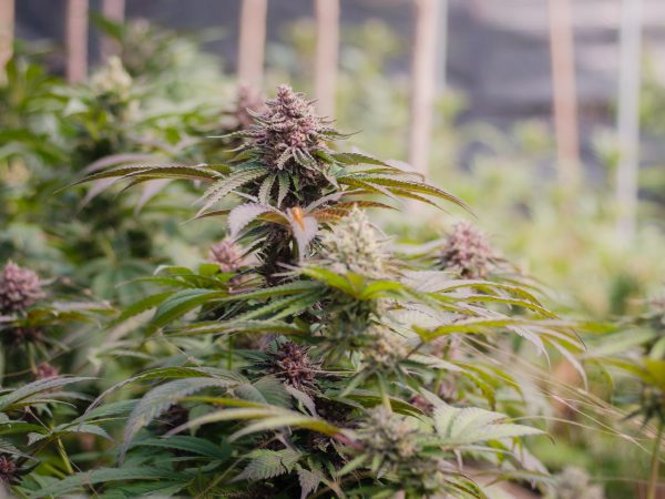 Close-up of vibrant purple cannabis flowers growing on a healthy marijuana plant,Cultivation of premium medical cannabis, featuring ripe purple buds and green leaves,cover paage,copy space