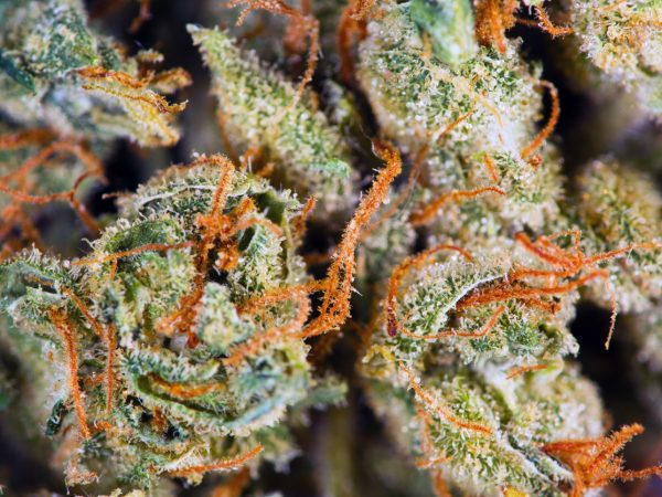 Close up of bud of cannabis with whispy pistils
