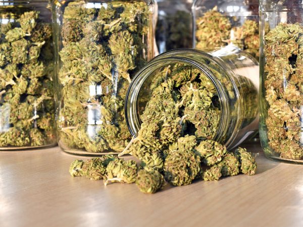 Dry and trimmed cannabis buds, stored in a glass jars. Medical cannabis