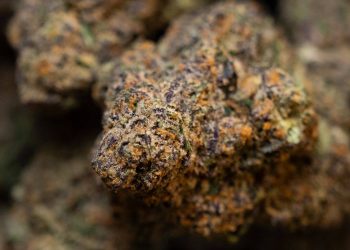 marilyn monroe strain by honeygreen