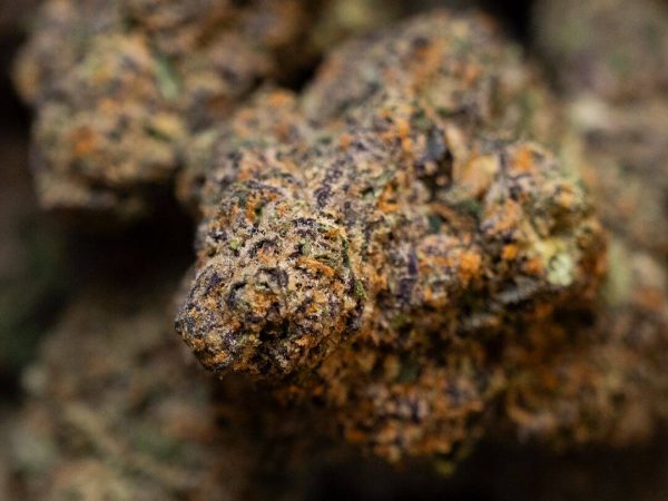 marilyn monroe strain by honeygreen